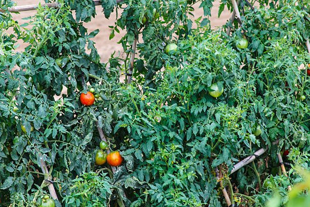 How far apart to plant tomatoes