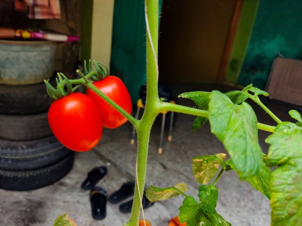 Can You Grow a Tomato Plant Indoors?