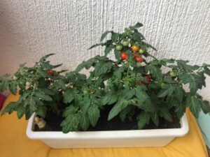 Can You Grow a Tomato Plant Indoors?