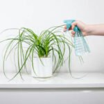 How Often Should You Water Indoor Plants?