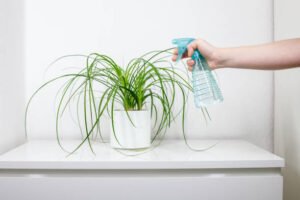 How Often Should You Water Indoor Plants?