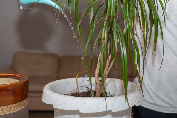 How Often Should You Water Indoor Plants?