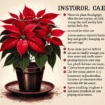 How Often Should You Water a Poinsettia Plant Indoors? It is important to note that poinsettia is one kind of indoor plant.