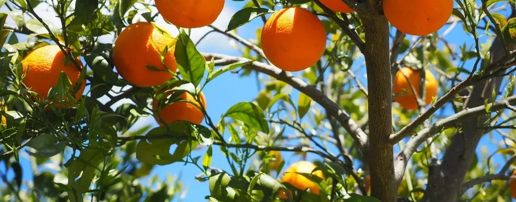 planting an orange tree